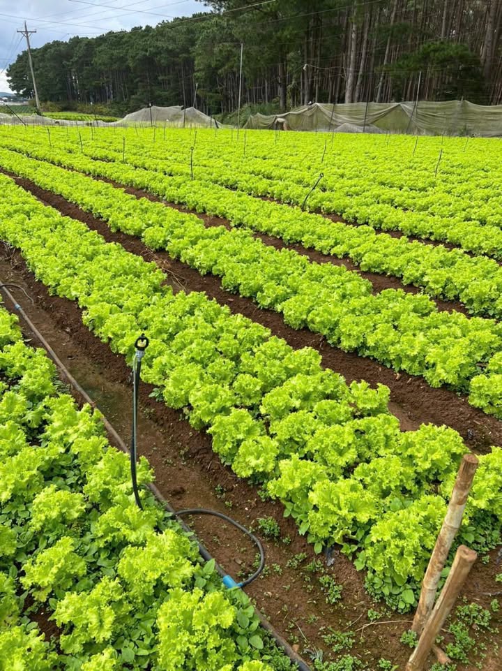 Đất nền Trảng Bom 5000m² giá 5 tỷ - Pháp lý rõ ràng, thích hợp nghỉ dưỡng!