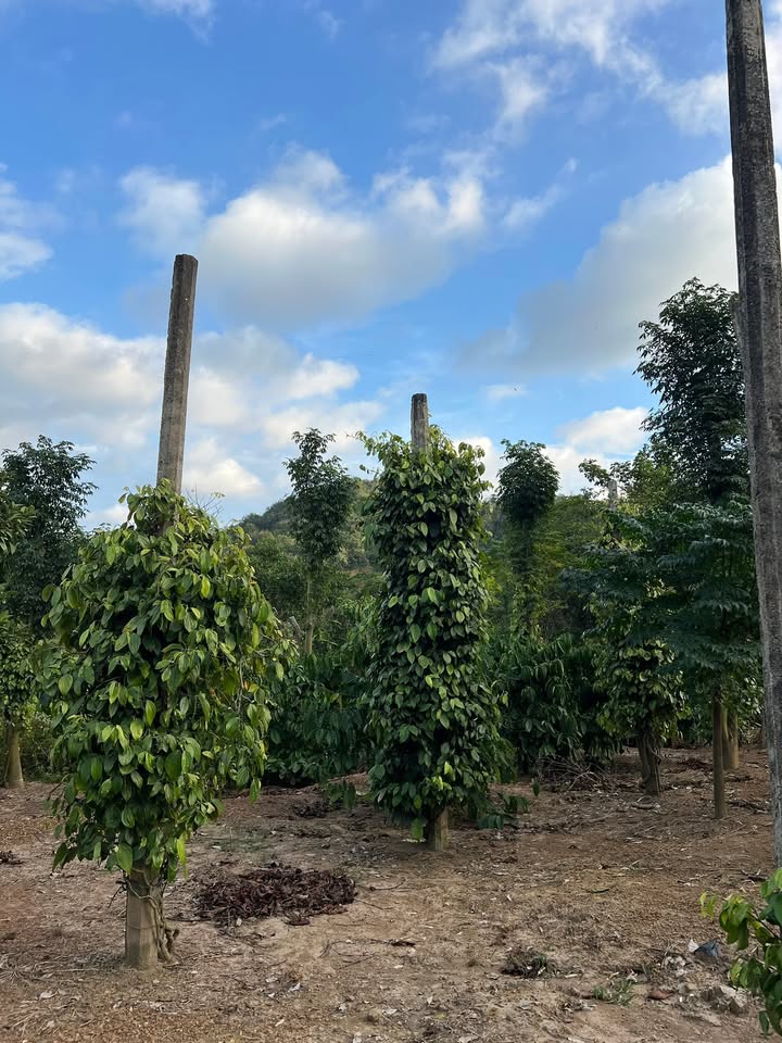 Đất nền phường Ea Kao, Buôn Ma Thuột 15,300m² giá chỉ 954 triệu - Cơ hội đầu tư sinh lời!