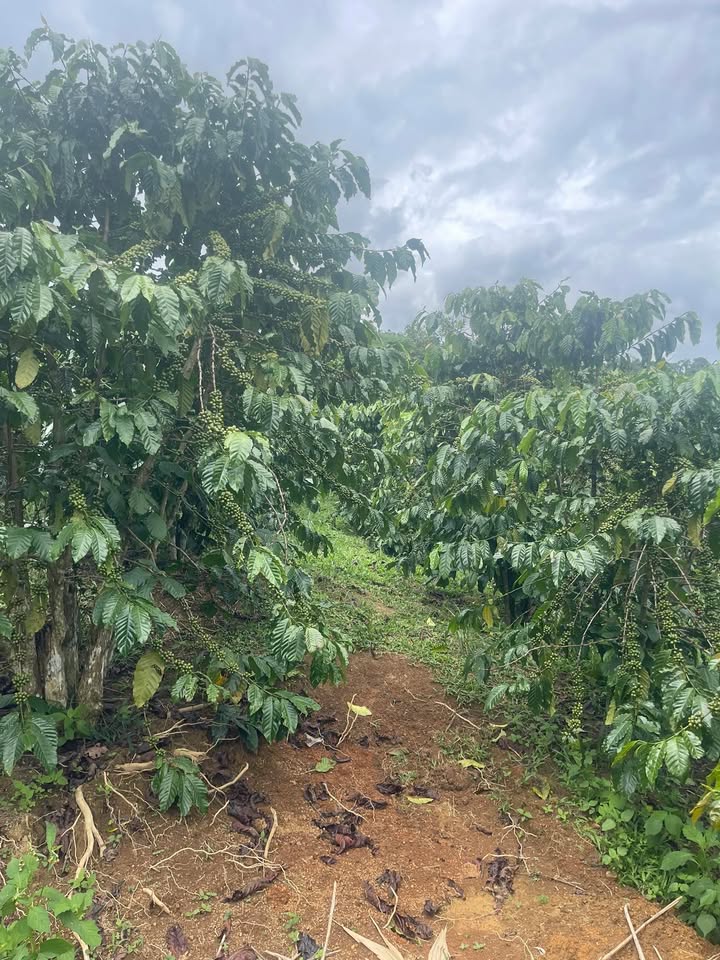 Đất nền Tân Thanh Lâm Hà 12000m² giá 2.2 tỷ - Đầu tư sinh lời ngay!