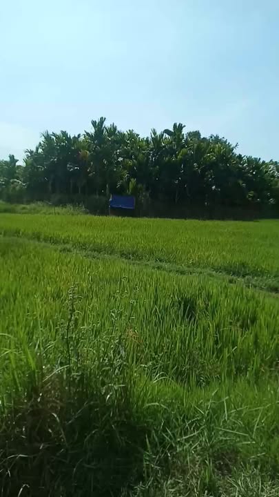 Đất nền Xuân Trường, Xuân Lộc, Đồng Nai 40.000m² giá 1.4 tỷ - Cơ hội đầu tư hấp dẫn!