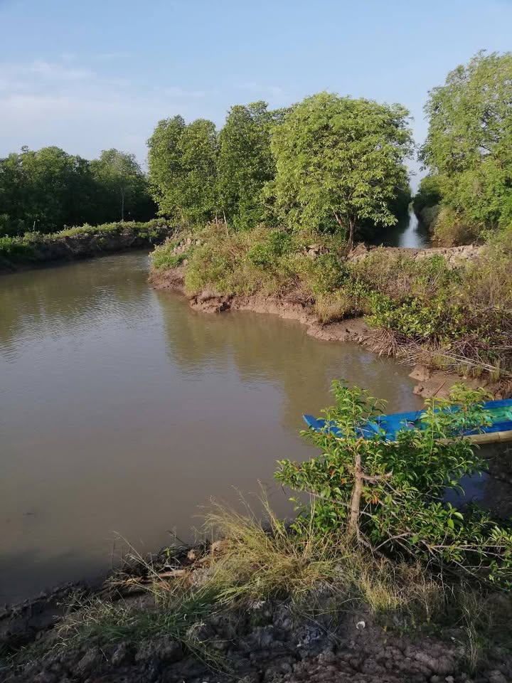 Đất rừng 10ha tại Đầm Dơi, Cà Mau - Giá 1,2 tỷ, thương lượng tốt!