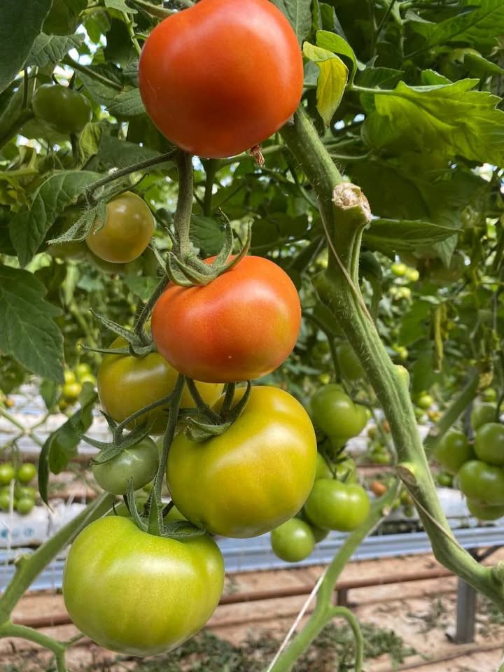 Đất Farm Trường Long 5300m² giá 5.3 tỷ - Tiềm năng phát triển lớn!