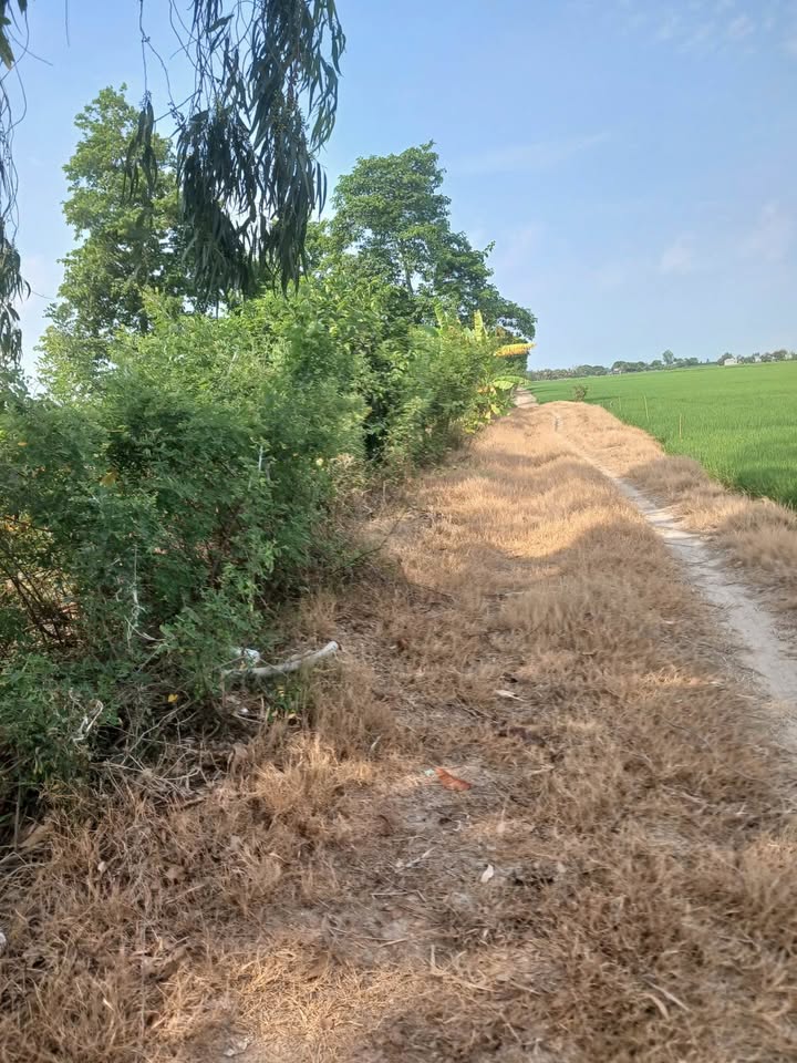 Đất lúa Vĩnh Trạch, Thoại Sơn 6483m² giá 976 triệu - Mặt tiền rộng 90m!