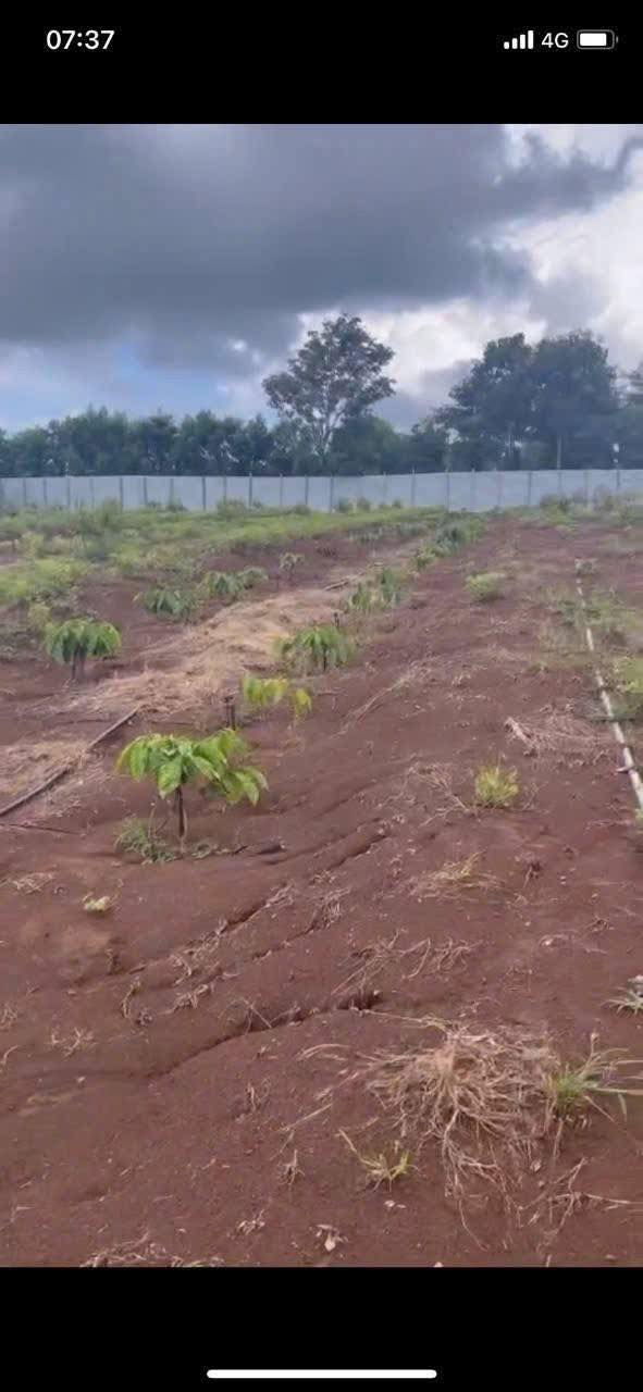 Farm 2.3 ha tại xã Ea Tul, Cư M'gar, Đắk Lắk - Đất màu mỡ, giá chỉ 6.48 tỷ!