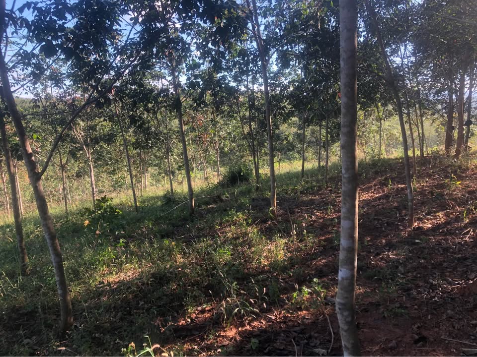 Đất nông nghiệp Đăk Tơ Ver, Chư Păh 8 sao giá 290 triệu - Tiềm năng đầu tư cao!