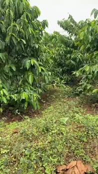 Đất Farm Ia Tô, Ia Grai 10.835m² giá 2.4 tỷ - Khu dân cư đông đúc!