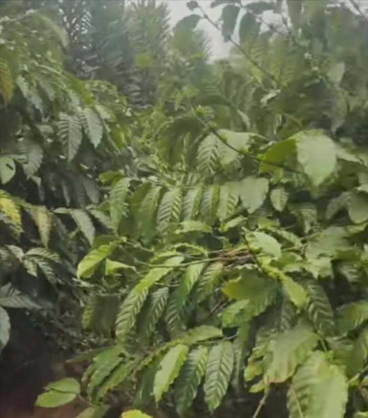 Farm cho thuê tại Ia Bă, Ia Grai - 6 sào cà phê chỉ 35 triệu/năm!