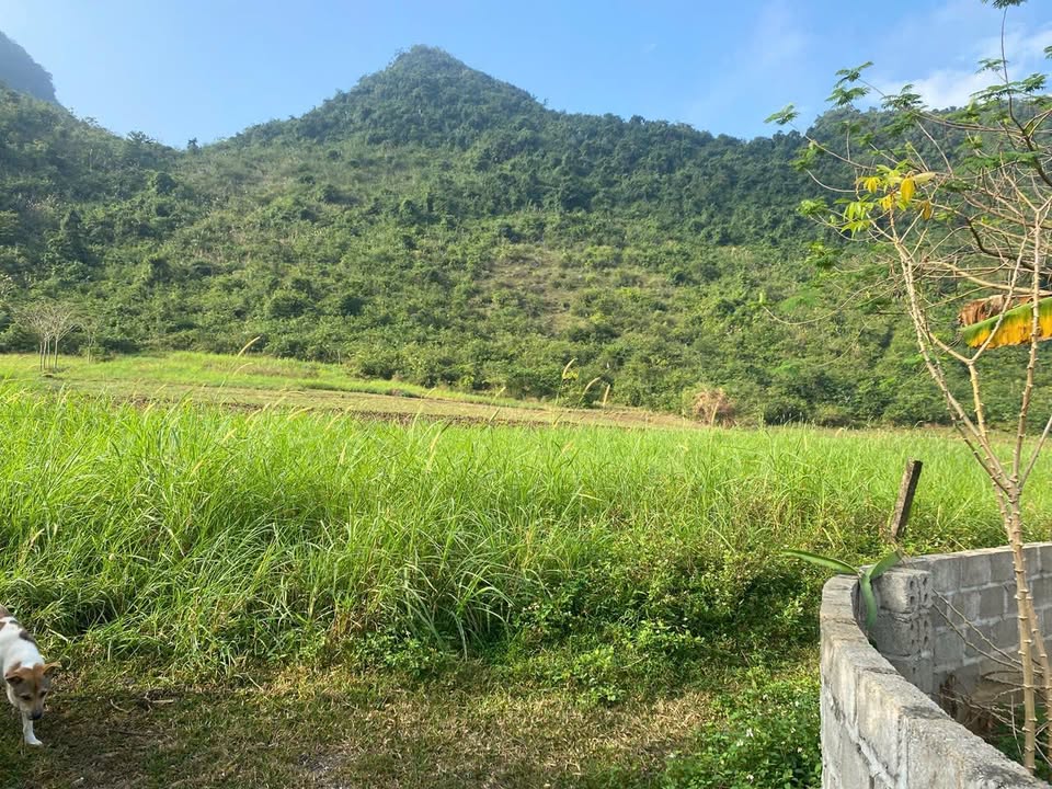 Đất ruộng màu 4000m² tại Thôn Đồng Tâm, Ninh Bình - Cơ hội đầu tư tiềm năng!