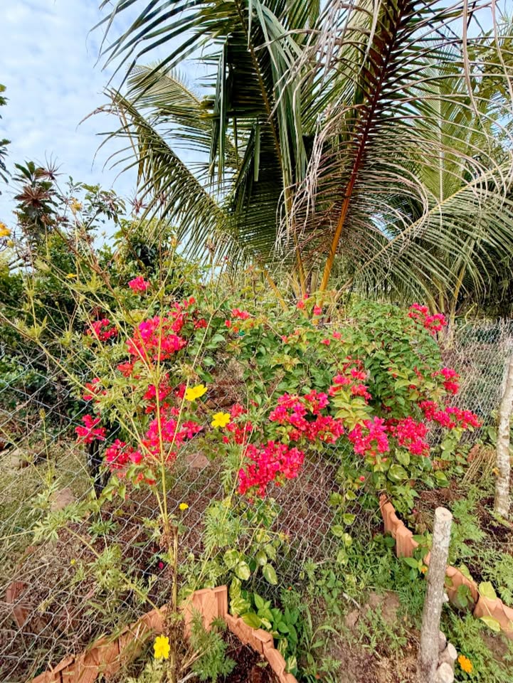 Đất nền Nhựa Minh Tân, Dầu Tiếng 1000m² giá chỉ 600 triệu - Cơ hội đầu tư vàng!