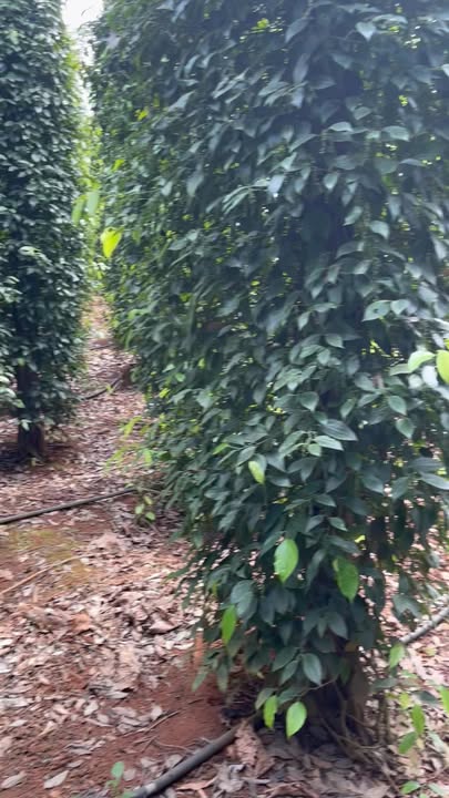 Đất nông nghiệp Bàu Lâm Xuyên Mộc 7200m² giá 1.656 tỷ - Đầu tư thu nhập cao!