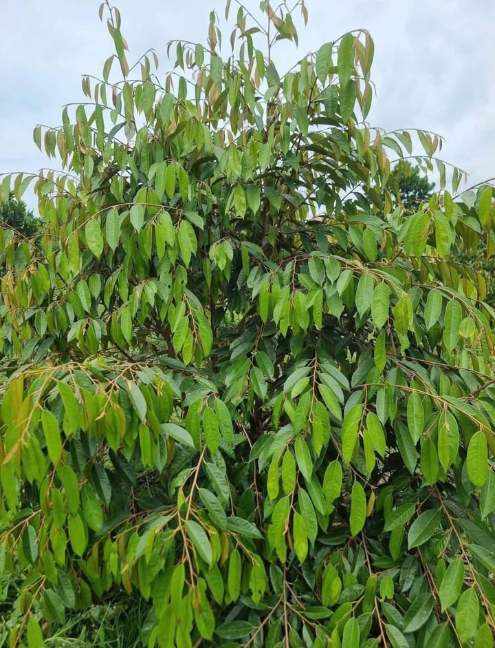 Farm Sầu Riêng 6,3 Sào tại Phú Lộc, Tân Phú - Giá 2,7 tỷ - Cơ hội đầu tư hấp dẫn!