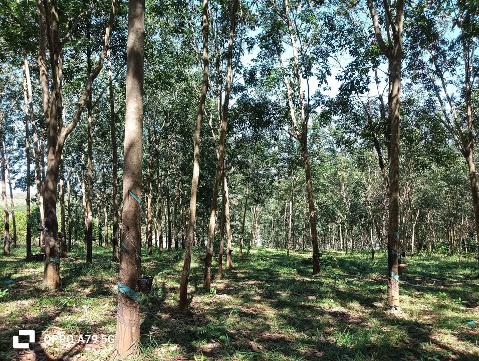 Đất nông nghiệp 3,7ha tại Bù Đăng - Mặt đường nhựa, không quy hoạch