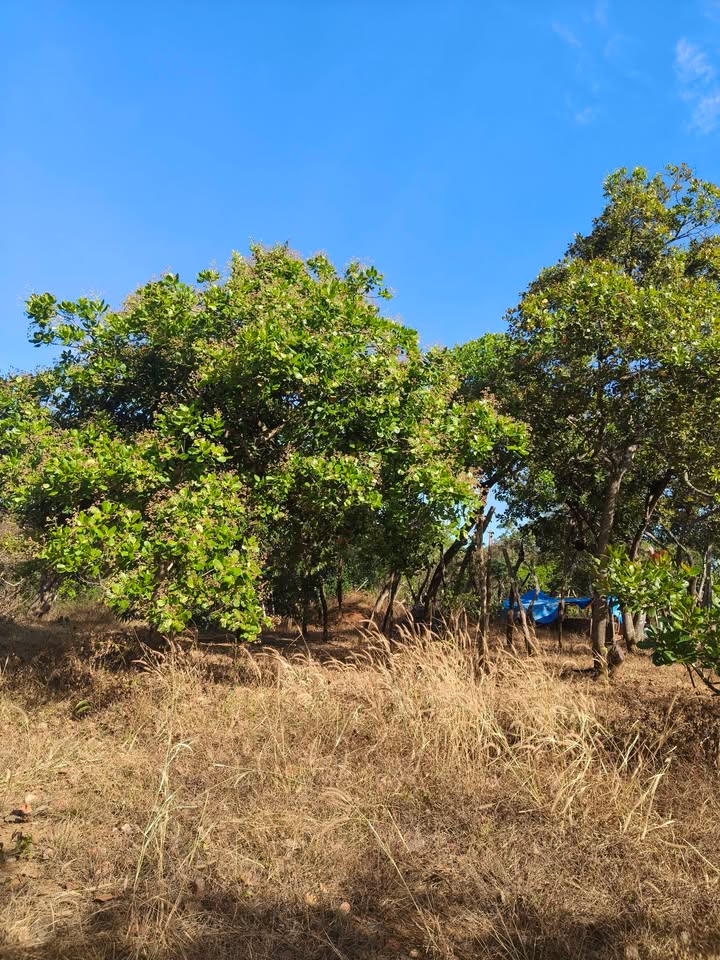 Đất Farm 40,000m² Thọ Sơn Bù Đăng - Giá Thỏa Thuận, Đường Bê Tông Thuận Tiện!