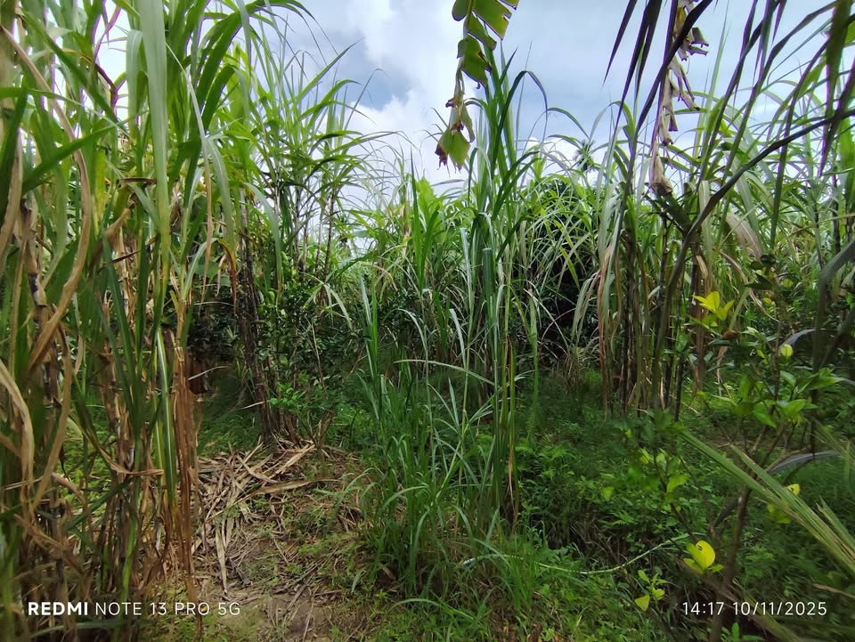 Đất nền Phú Mỹ Mỏ Cày Bắc 2000m² giá 1.2 tỷ - Cơ hội đầu tư tuyệt vời!