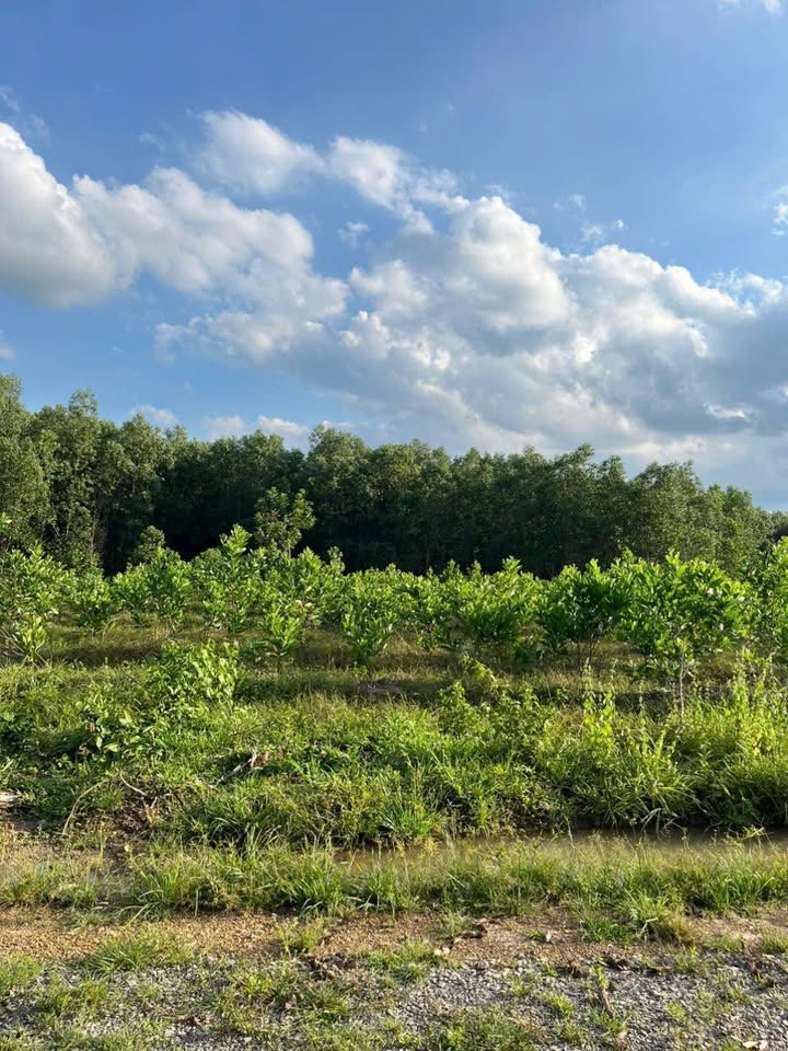 Đất nền 1000m² xã Xuân Thành, 380 triệu - Đầu tư sinh lời ngay!