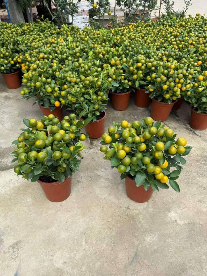 Nhà 2 tầng Hồng Thái, 70m² giá chỉ 2 tỷ - Bán gấp do cần tiền cho con du học!