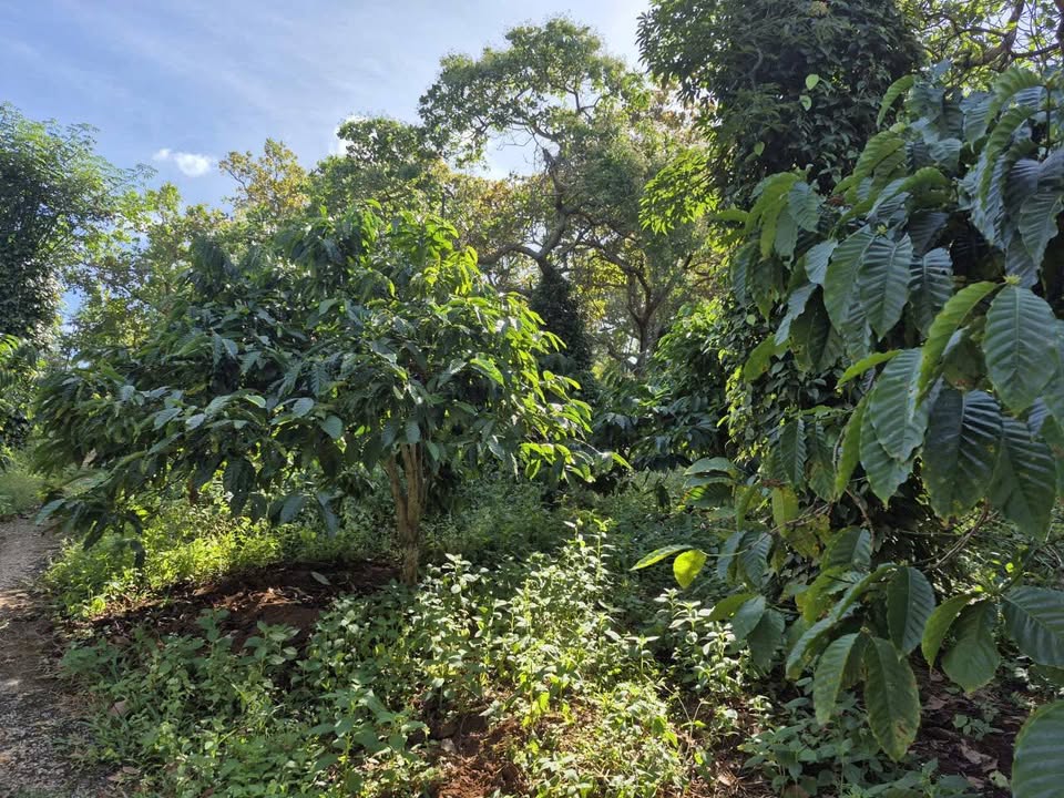 Đất nền Bù Đăng 13000m² giá 1.85 tỷ - Tiềm năng phát triển lớn!