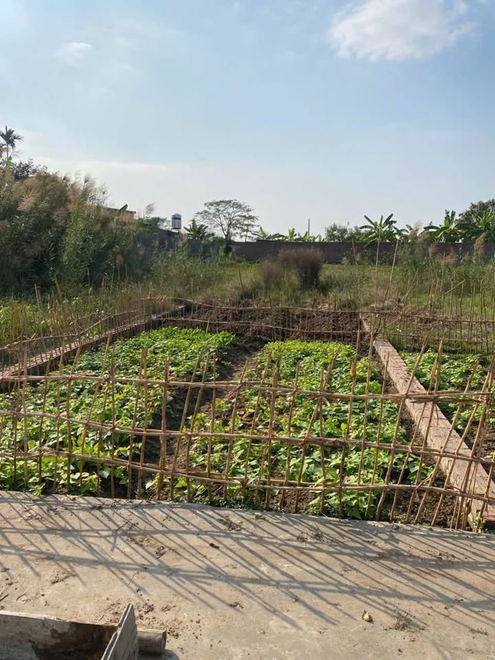 Lô đất 66m² tại thôn Đại Điền, An Lão, Hải Phòng - Giá chỉ 500 triệu