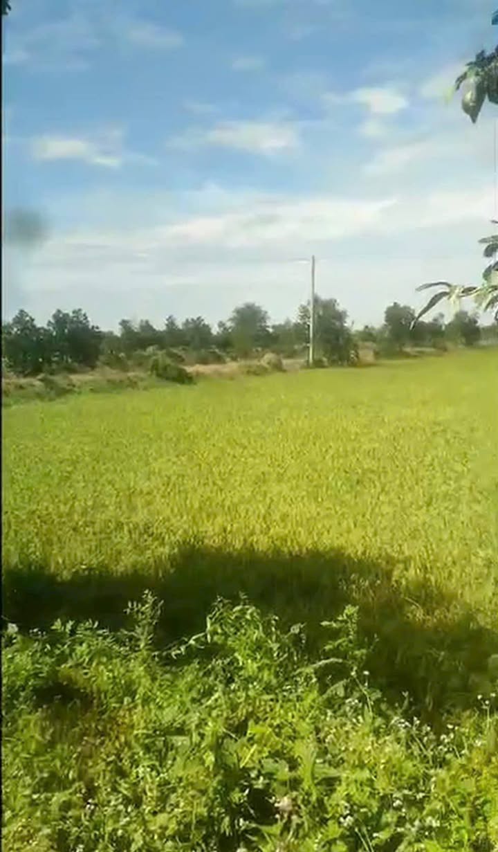 Đất mặt tiền sông lớn Hưng Thạnh Tháp Mười 190.000m² giá 29.45 tỷ - Cơ hội đầu tư hiếm có!