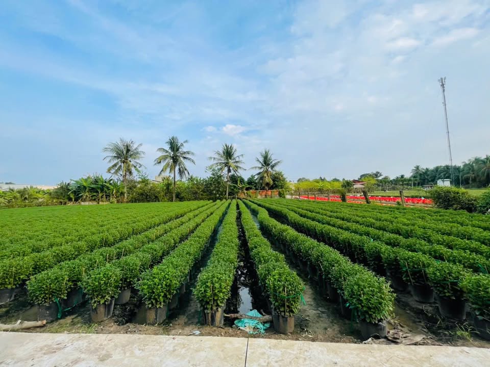 Đất nền đường ô tô 128m² tại Mỹ Phong chỉ 900 triệu - Đầu tư sinh lời ngay!