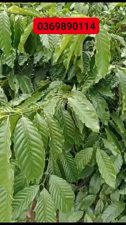 Farm Đắk Nông 1.5ha giá 1.85 tỷ - Đầu tư thông minh!