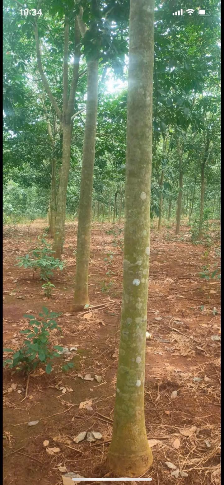 Đất nông nghiệp 10ha tại Bình Tân, Phú Riềng - Giá thỏa thuận hấp dẫn!