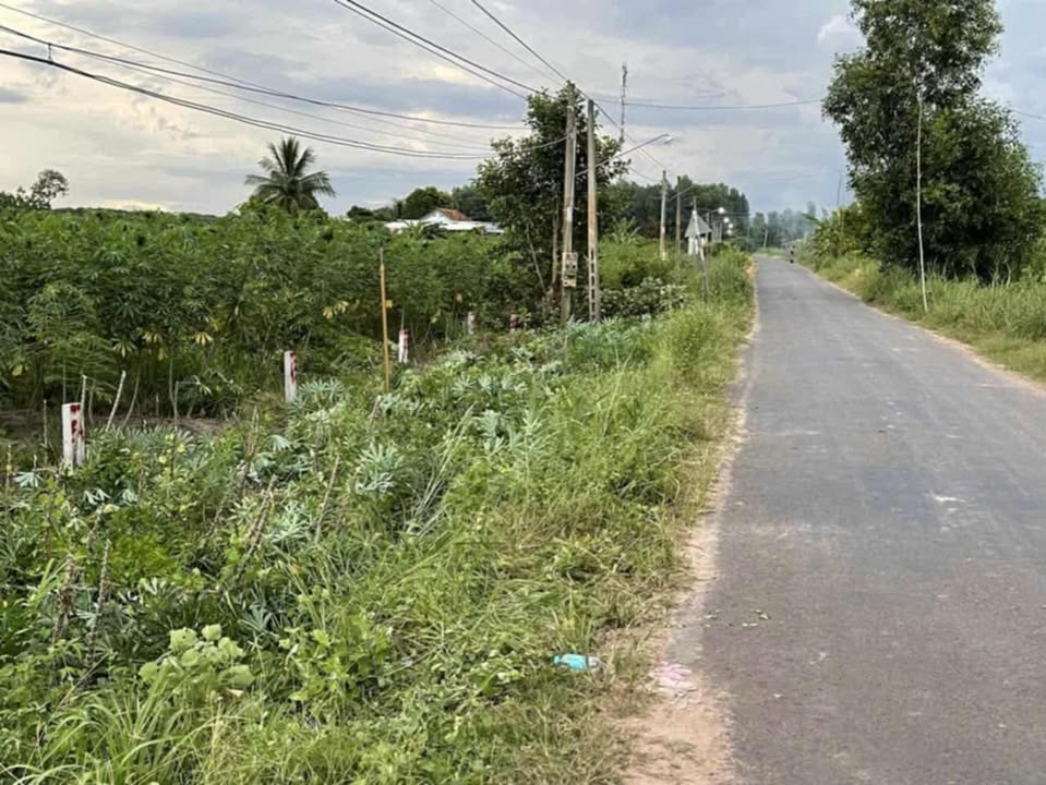 Đất nền 250m² Tân Phong, Tân Biên - Giá thỏa thuận hấp dẫn!