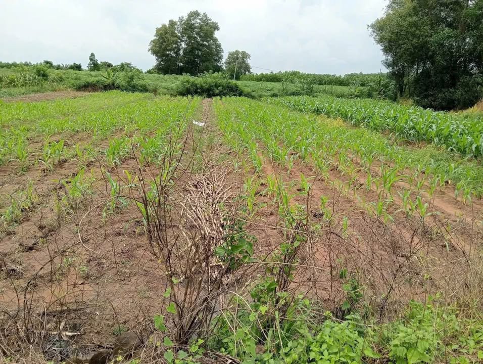 Đất nền Hưng Thịnh, Trảng Bom 1835m² giá chỉ 1.6 tỷ - Cơ hội đầu tư hấp dẫn!