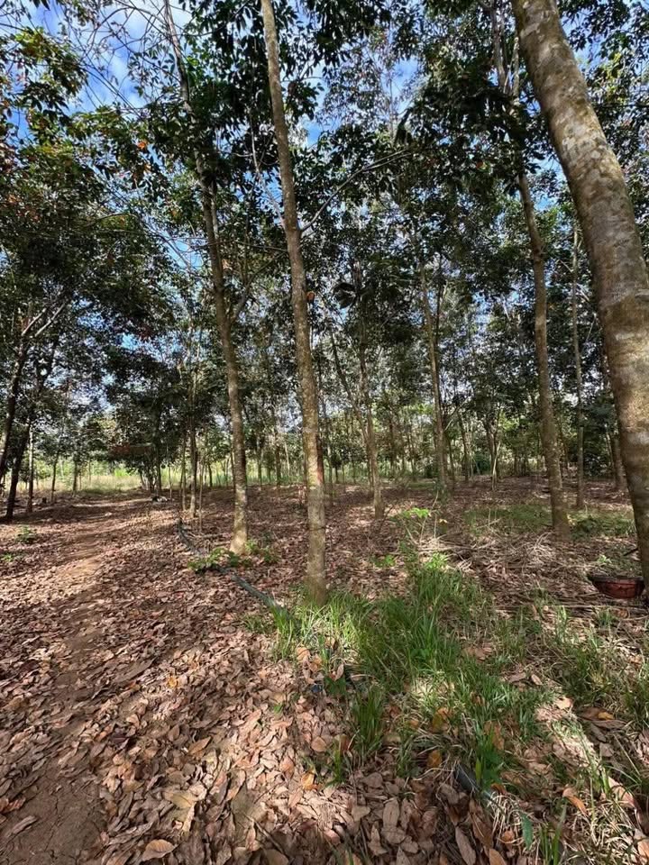 Đất An Khương Hớn Quản 16200m² giá thỏa thuận - Cơ hội đầu tư tuyệt vời!