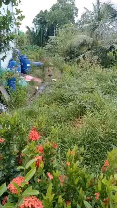 Đất nền Cái Nước Cà Mau 246m² giá 720 triệu - Cơ hội đầu tư hấp dẫn!