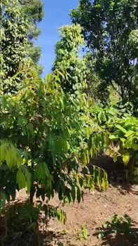 Đất nền 7000m² tại Trường Xuân, Đắk Song chỉ 1.4 tỷ - Pháp lý rõ ràng!