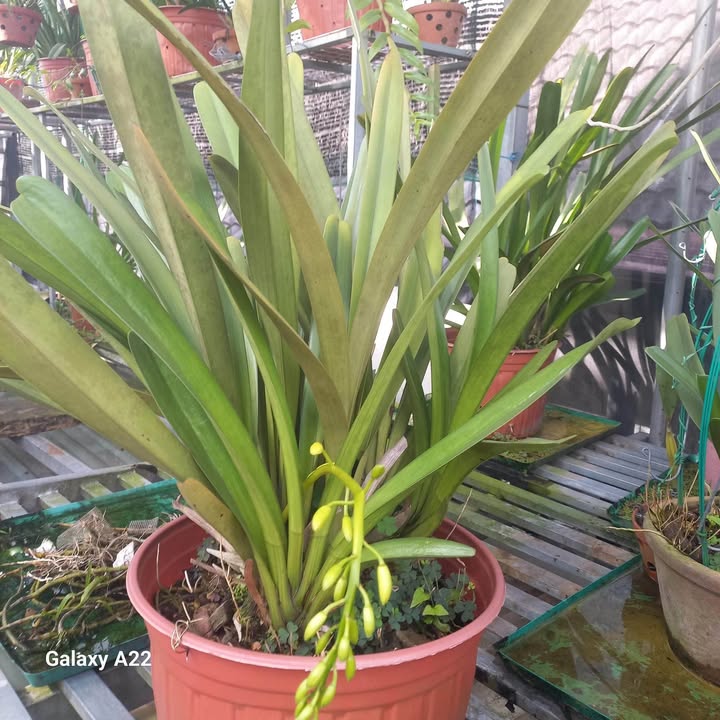 Bán nhà cấp IV mặt tiền đường ĐX 142, Tương Bình Hiệp, 240m² giá 5,2 tỷ - Khu vực an ninh cao!