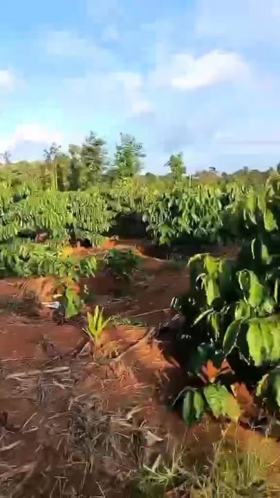 Đất nền 10.000m² phường Ea Kao, Buôn Ma Thuột - Giá chỉ 320 triệu!