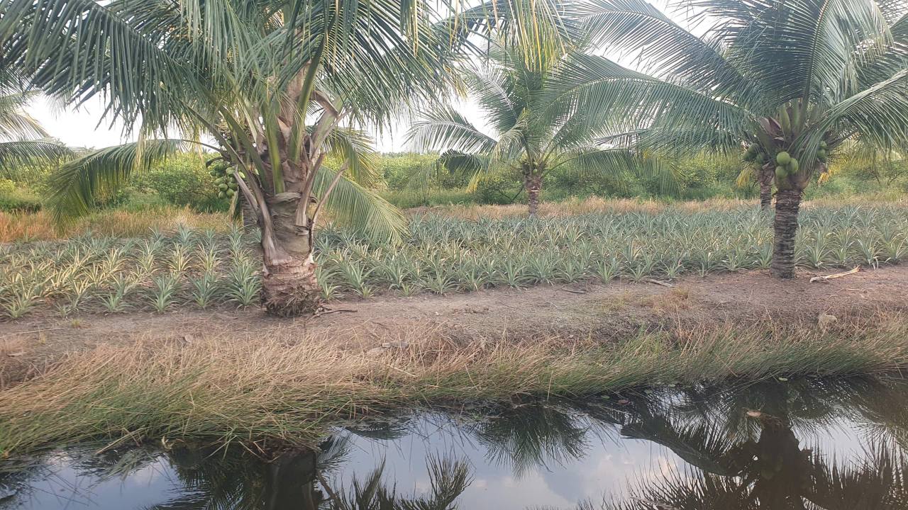 Đất nông nghiệp Thạnh Mỹ Tân Phước 80.000m² giá 12.72 tỷ - Đầu tư sinh lời ngay!