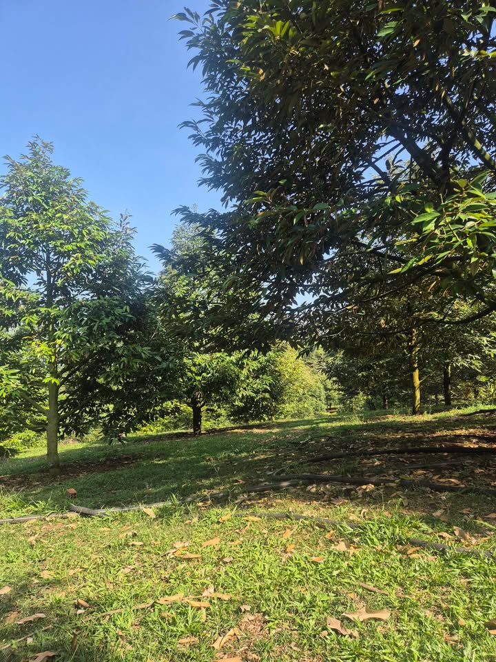 Vườn sầu riêng Hàng Gòn 5300m² giá 1.9 tỷ - Đầu tư sinh lời lý tưởng!