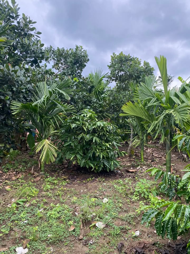 Đất nông nghiệp Tam Giang 32,400m² - Pháp lý rõ ràng, giá thỏa thuận!