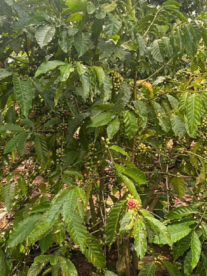 Lô rẫy Ea Blang 4600m² giá 1.499 tỷ - Đầu tư hiệu quả với cà phê giống mới!