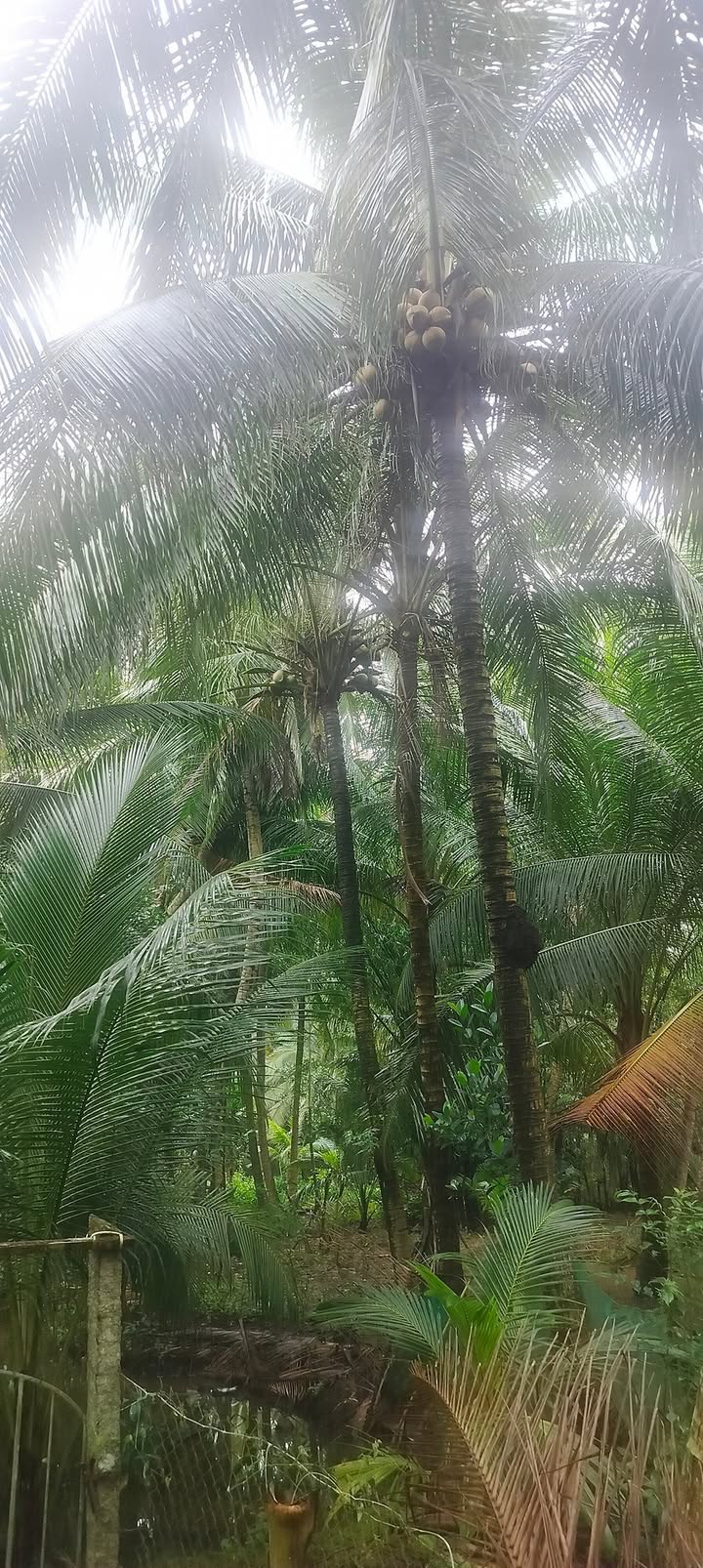 Đất vườn dừa 6 công tại xã Hiếu Phụng, Vĩnh Long - Giá 7 tỷ, mặt tiền đường tỉnh lộ 906!