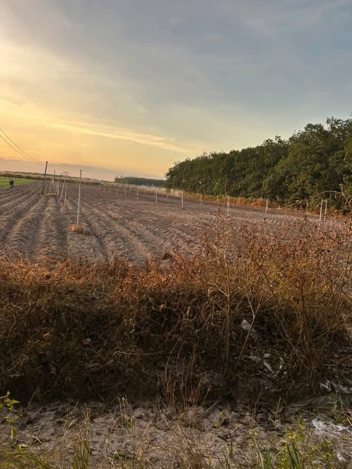 Đất nền Tân Phong, Tân Biên, Tây Ninh 85714m² - Giá 1 tỷ, pháp lý rõ ràng