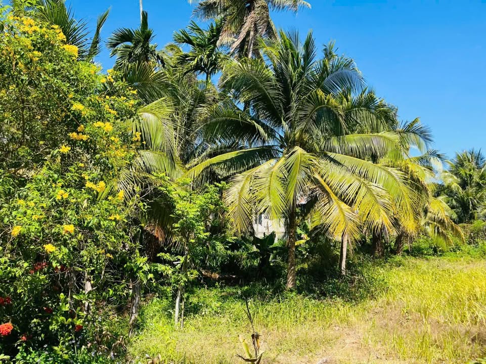 Bán gấp nhà vườn 5100m² Phú Long - Giá chỉ 6 tỷ, thương lượng tốt!