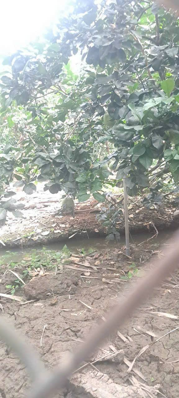 Đất nền 1653m² tại Ấp Mỹ Phú, xã Mỹ Phong - Giá chỉ 1.3 tỷ - Đầu tư sinh lời bền vững!