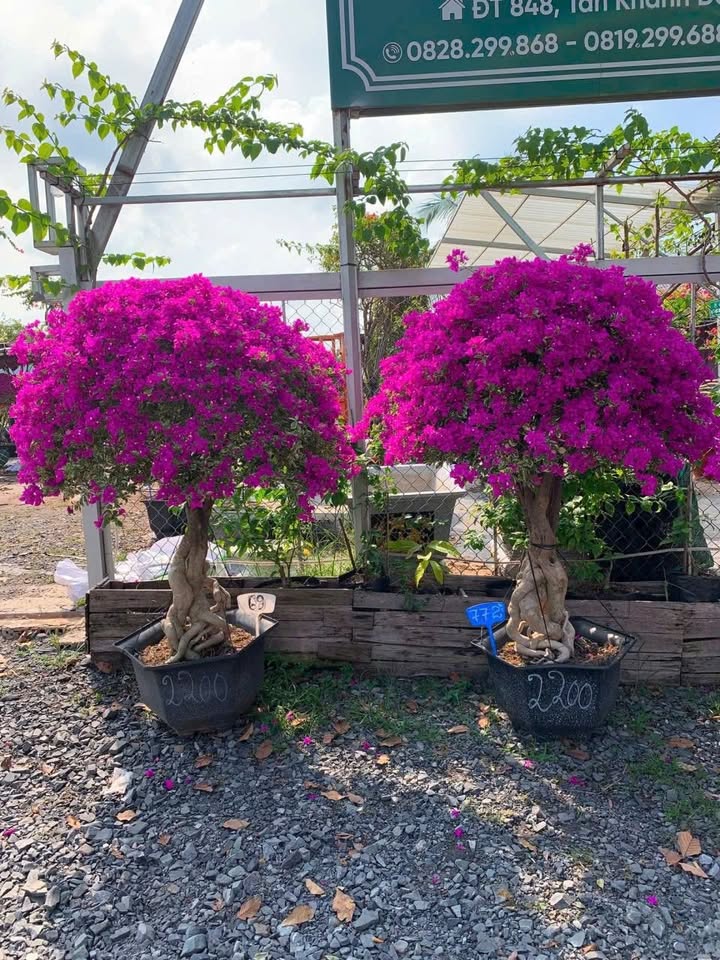 Đất nền Tân Mỹ Chánh 55m² giá 455 triệu - Đầu tư ngay hôm nay!