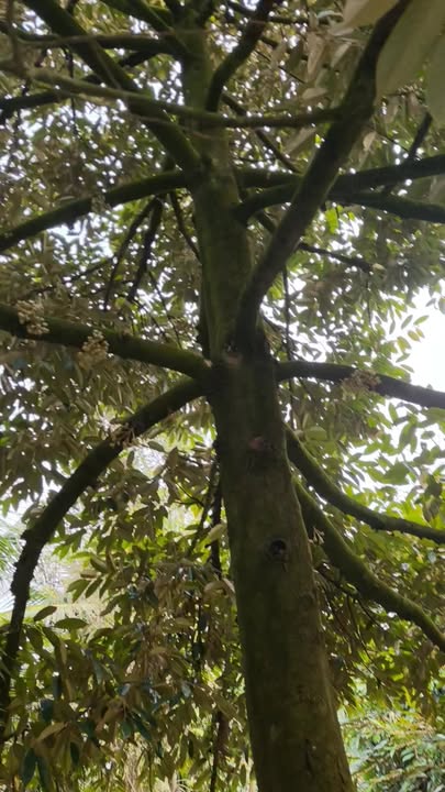 Cho thuê vườn sầu riêng 9 năm tại Phú An, Cai Lậy - Giá chỉ 350 triệu/năm!