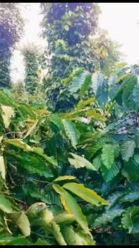 Đất đỏ 3 gian Ea M'Droh, Đắk Lắk 2520m² giá 3.379 tỷ - Cơ hội đầu tư tuyệt vời!