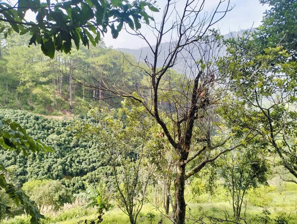 Đất trồng cây lâu năm phường Xuân Trường Đà Lạt 7359m² giá 4 tỷ - Cần bán gấp!