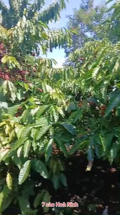 Đất Hòa Ninh, Di Linh 7000m² giá 510 triệu - Cơ hội hiếm có!