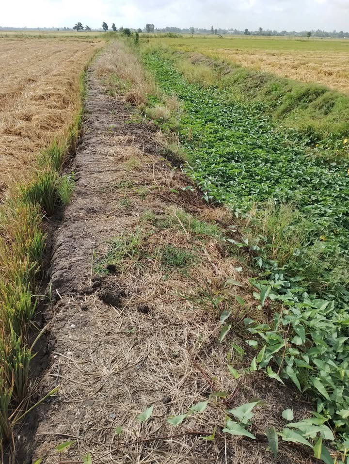 Đất ruộng lúa 2 vụ An Phước 16,000m² giá 1.36 tỷ - Cơ hội đầu tư hấp dẫn!