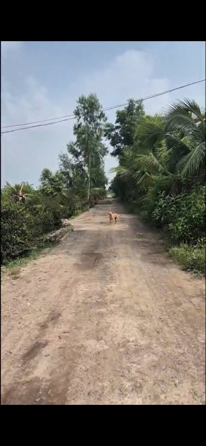 Đất vườn ấp 3 Tân Thành 1008m² giá 1.5 tỷ - Đầu tư sinh lời tuyệt vời!