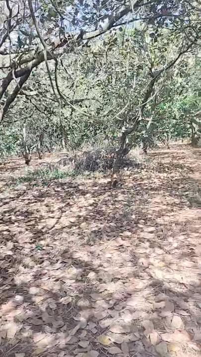 Đất nền Phước Bình 11.130m² giá 26.4 tỷ - Mặt tiền đường nhựa rộng rãi!