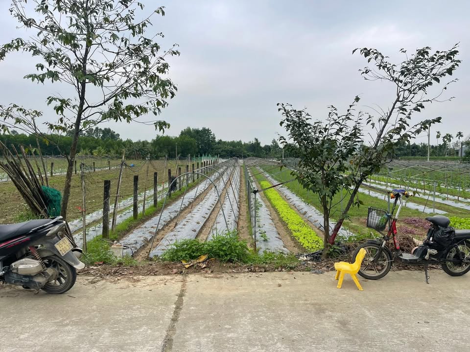 Đất trồng cây làm vườn 440m² tại xã Bà Nà - Giá chỉ 500 triệu